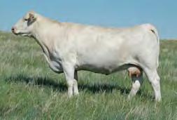 n Her dam is the only Charolais female Emily Griffiths has and she has made her a pile of money.