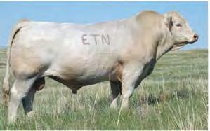 9 n Choice of the Eaton Bred Herd Sires Herd Sire Choice Once a year the Eaton family lets this opportunity become available.