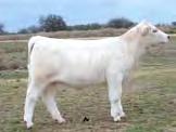 n This is one great buying opportunity from one of the top breeding programs in the U.S.