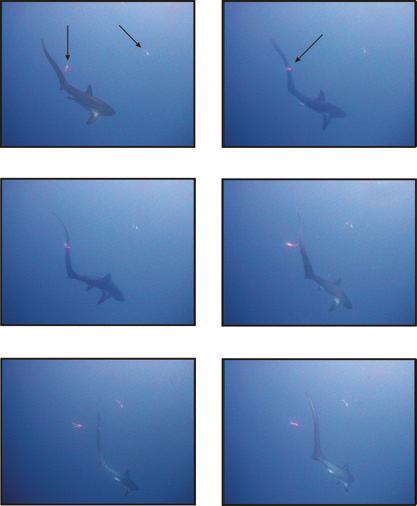 ALOPIAS VULPINUS FEEDING 1867 Baited lures 0 ms Tail strike 133 ms 267 ms 400 ms 553 ms 667 ms Fig. 2. Individual frames from a video sequence of a Alopias vulpinus (c.
