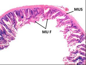 flavolineatus and (E&F) posterior intestine of