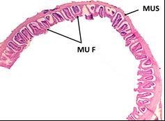 flavolineatus and (E&F) anterior intestine of