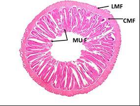 flavolineatus and (E&F) mid intestine of T.