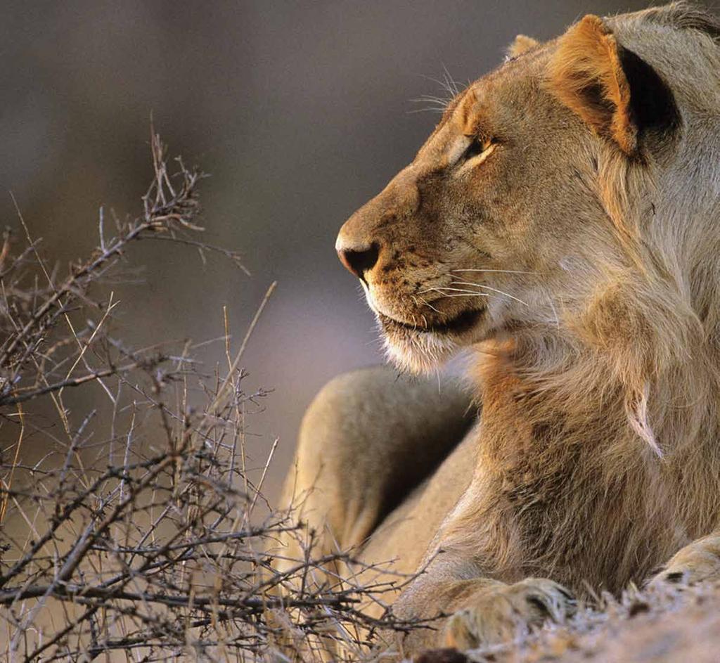 Kruger National Park DECEMBER 9: KRUGER NATIONAL PARK, SOUTH AFRICA grab your cameras, our day is dedicated to safaris.