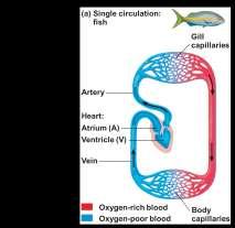 Vertebrate circulatory systems Closed circulatory system called the cardiovascular system The three main types of blood vessels are arteries, veins, and capillaries Arteries