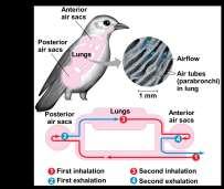 Birds have multiple air sacs that keep air flowing through the lungs Air passes through the lungs