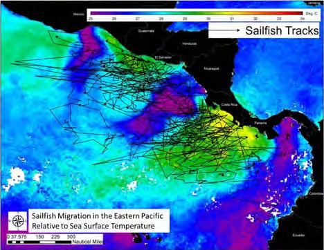 Figure 3. Sailfish satellite tagging off Central America is one of the most intensive and with the highest tag density information available for the species anywhere in the world.