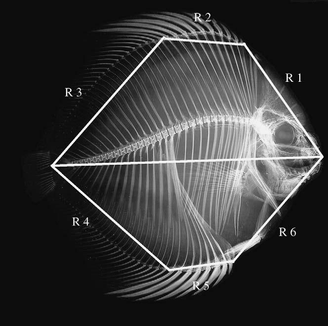 DISCUS FISHES DEMONSTRATE AMAZONIAN BARRIER 205 FIG. 2. Rhomboid measurements of shape in Symphysodon. R 1 R 6 and SL.