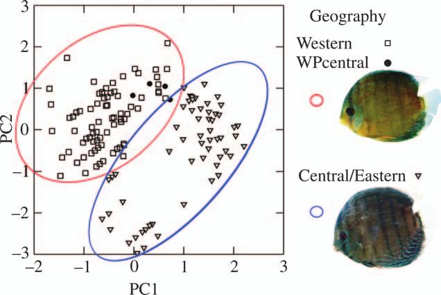 DISCUS FISHES DEMONSTRATE AMAZONIAN BARRIER 207 FIG. 4. PCA for geographic variation in the colour pattern and body shape of Symphysodon.