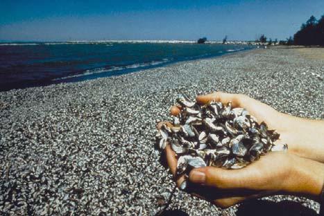WHAT ARE QUAGGA MUSSELS?