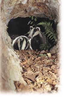 Introduction Badgers are among Britain s most loved wild mammals, though their mainly nocturnal habits mean that many people encounter them only as road casualties.