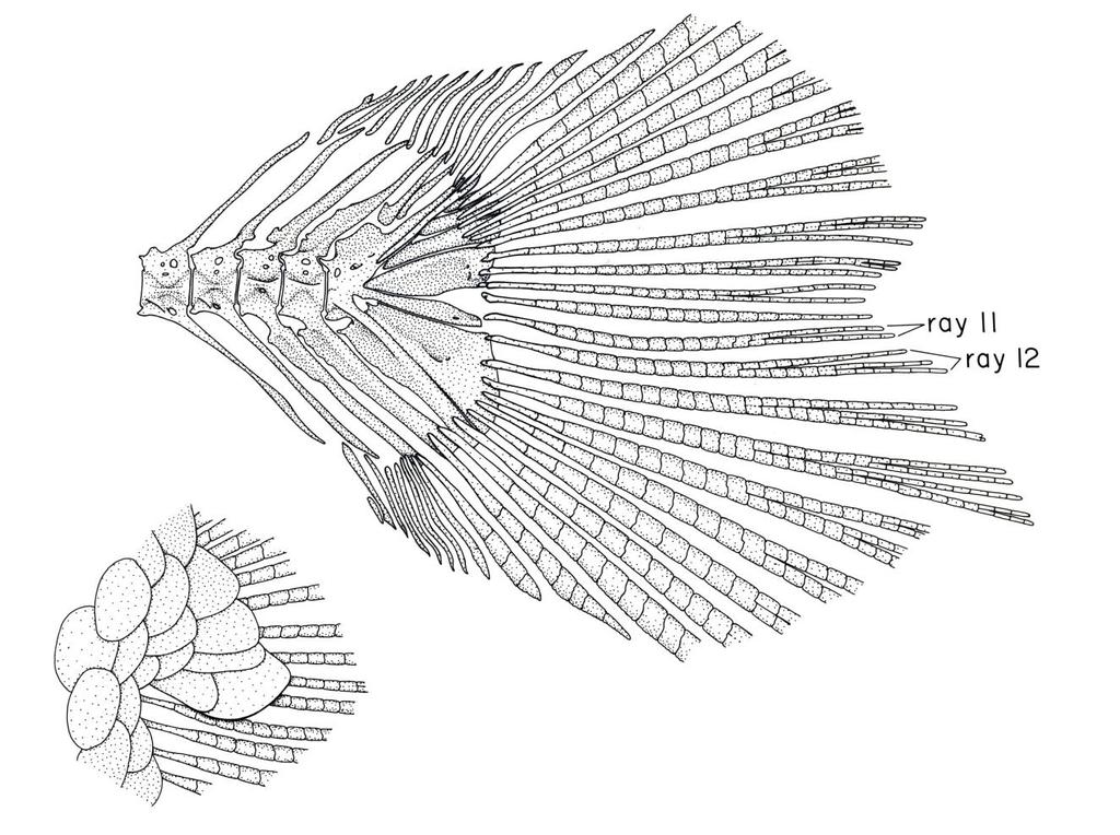 The osteology of the tail fin of Glandulocauda melanogenys.