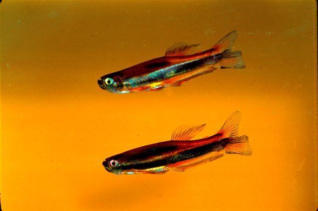 A photo of two male Mimagoniates lateralis showing color as found in the field in black water.