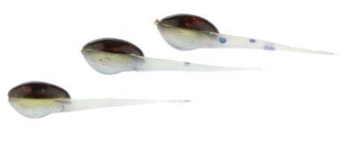 SOFT BAITS-FISHING LURE MOLDS FRY The Fry is an action profile bait with a very unique stinger tail. The tail is triangle shaped tapering from the body to almost nothing.