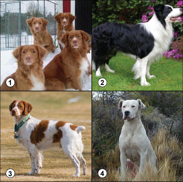 Range of variation in white. All of these dogs are s/s (homozygous recessive) genotype. Top left: Nova Scotia tolling duck retrievers with varying degrees of white on their chests.