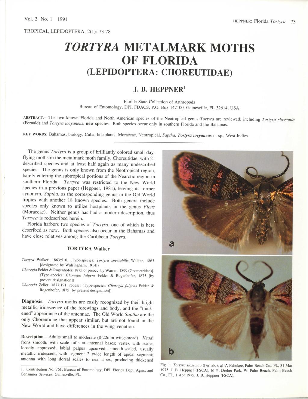 Vol. 2 No. 1 1991 HEPPNER: Florida Tortyra 73 TROPICAL LEPIDOPTERA, 2(1): 73-78 TORTYRA METALMARK MOTHS OF FLORIDA (LEPIDOPTERA: CHOREUTIDAE) J. B.