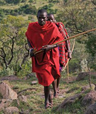 You will notice that there is not an ounce of fat on a Masai warrior.