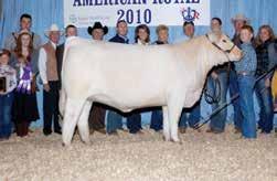 A full sister to this heifer was Junior Champion Female at the 2016 Nebraska for the Gall family.