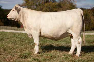 Last year a maternal sister sold to MDL Farms for $5,100. Another maternal sister sold to Peoples Charolais in 2014 for $4,100.