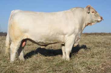 Windy Hill & Summit Farms Bred Heifers WH Triple Play 201 Pld-Sire of Lot 42 42 WH CARIN PLD 509 2/15/2015 F1204455 Polled L&N SPORT 507 DVY LANDSLIDE 127L WH TRIPLE PLAY 201 PLD PF INLINE FASHION