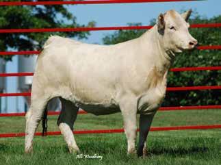 WIND 4020 PLD THOMASSWISSERSWEET1764ET EPDs: 5.5 1.8 24 43 7 8.1 19 0.7 Bred AI on April 22, 2016 to LT Rushmore 8060 Pld and safe in calf.