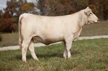 EPDs: 3.8 1.4 28 52 7 5.7 21 1.0 Due to calve February 17, 2017 to MCF Bohannon 305A, with a bull calf pregnancy.