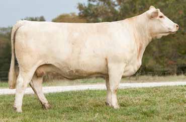 She is sired by the Reserve National Champion DR Stealth and out of a daughter of the great Duchess 433 donor that M&M Charolais has had a lot of success with.