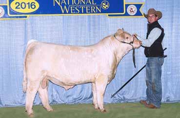 Both this heifer and her stall mate have already been out on the show road at the Missouri State Fair where they were the Champion and Reserve Champion Calves.