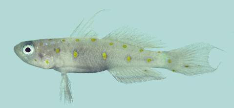 Two new species of the Trimma tevegae species group from the Western Pacific (Percomorpha: Gobiidae) References Akihito, K., Sakamoto, Y. Ikeda & K. Sugiyama. 2002. Gobioidae. pp. 1139-1310.