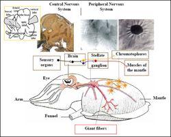 Nervous System and Sense Organs Circumenteric ganglia, paired ventral nc Most: