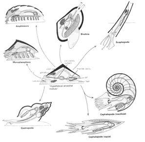 Molluscan Taxonomy Aplacophoa Monoplacophora
