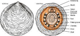 Class Monoplacophora = bearing one shell