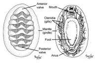 Class Polyplacophora = bearing many shells Chitons Examples Ischnochiton,