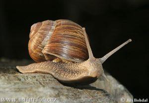 Prosobranchia, i.e. Haliotis Marine snails, operculum, gills (B) Opisthobranchia, i.e. Aplysia Seaslugs, shell lost (C) Pulmonata, i.