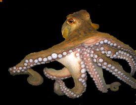 Class Cephalopoda = head foot 650 living species Shell reduced or lost Head