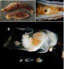 Crepidula = lengthened gills, food trapping Pteropods = mucus net, scaphopods = captacula