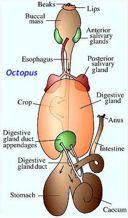 Digestive System Complete gut, hollow tube = separate mouth/anus Some regional specialization = highest degree in cephalopods Digestive glands or
