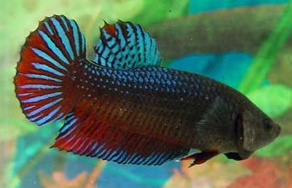 Wild Betta splendens are colorful and sexually dimorphic (i.e., males and females look different from one another), with males being more brightly colored than females (Figure BB-1).