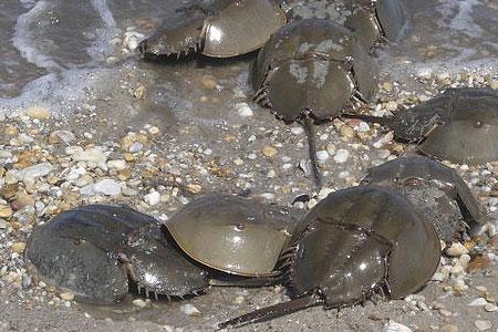500,000 Commercial Horseshoe Crab Landings in the Delaware Bay 400,000 Crabs