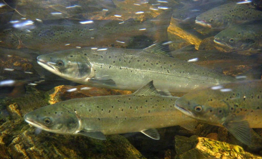 Genetics of the River Teno salmon - Substantial genetic differences between populations - Mean pairwise F ST.1 (max.21) (Vähä et al.