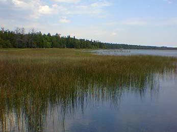 1.1 Spawning and Nursery Habitats (wetlands) Maintain, protect and restore the integrity and connectivity of wetland spawning, nursery and feeding areas throughout the Lake Huron basin Relevance to