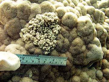 GRETA AEBY, UNIVERSITY OF HAWAII INSTITUTE FOR MARINE BIOLOGY Researchers are not sure if growth anomalies on coral harm it or not.