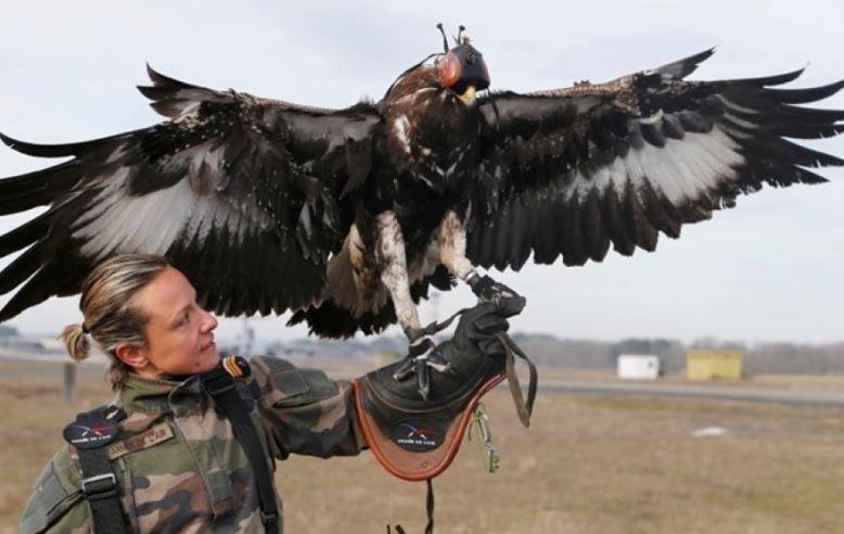 1. _,_. French military using winged warriors to hunt down rogue drones.