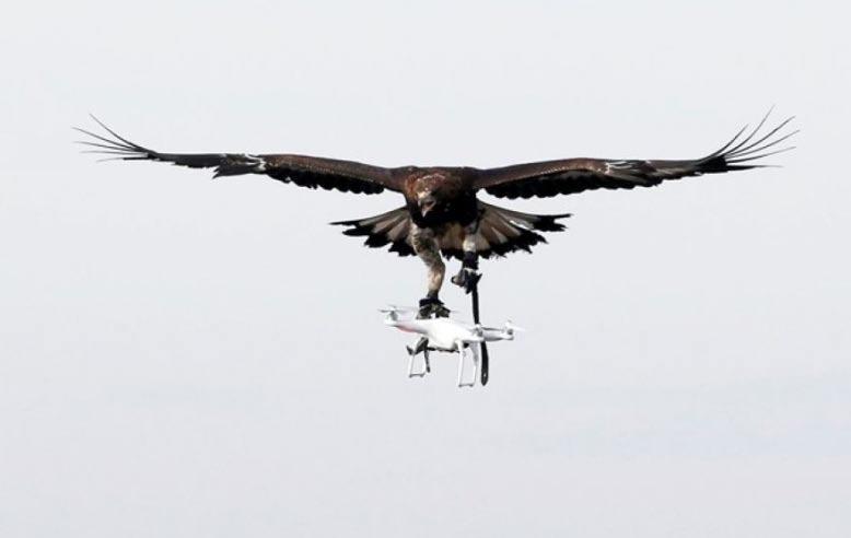 A French army falconer works with a golden eagle as part of a military training for combat against drones in Mont-de-Marsan French Air Force base, Southwestern France, A drone means food for these