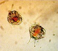 individuals were harvested daily form this system during a 5 month period Fig 6 Picture of an adult Tisbe holothuriae (6a) and its nauplii (6b) Photo: J Støttrup Practically any type or shape of tank