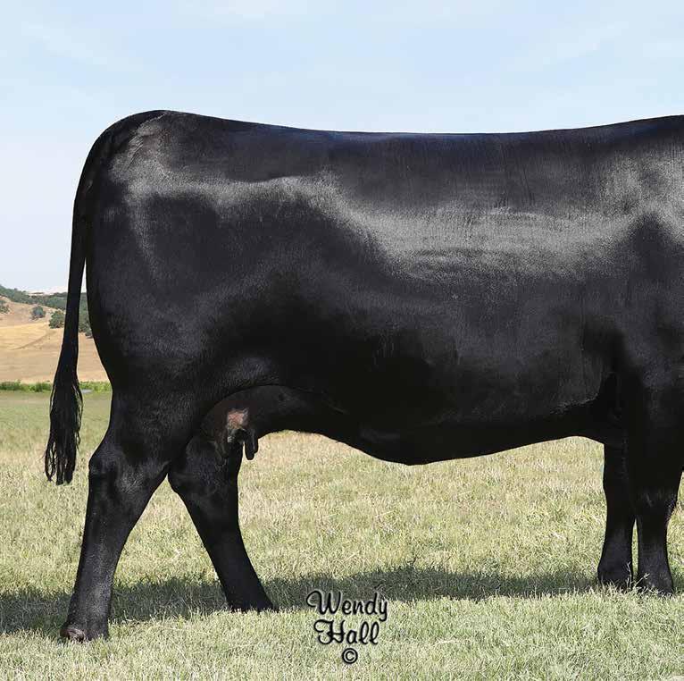 RITA 1C43 Tex Rita 5433 / The $120,000 half interest selection of Black Gold Genetics in the 2017 Spruce Mountain Ranch Sale and maternal sister to