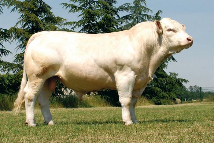 Charolais tend to be hardy animals, able to withstand cold winters and warm summers.