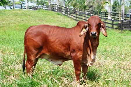 Brahman Origin- The Brahman breed originated from Bos indicus cattle originally brought from India.