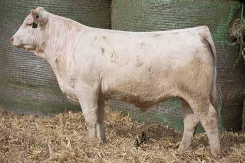 Spur Choteau Sons 22 LKD COMMANDER 5113 3/28/2015 M869538 POLLED SPUR CHOTEAU 1Z634 M822464 LKD MISS ANNY F1108412 Spur Choteau 1Z634 JDJ NEW EDITION T240 BHD MS TRADEMARK W90 FC TURBO 756 P LKD MISS