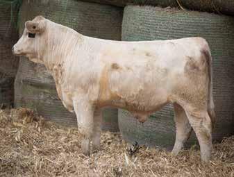 The dam of HCR Rancher 0412 was one of their top donors and is pictured across the page. This bull has a lot of power and a large scrotal.